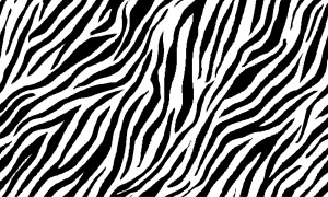 Plavkovina zebra